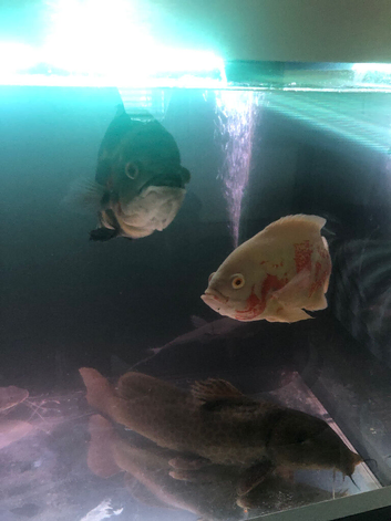 2 breeding Oscar&rsquo;s large size must go together