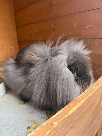 Mini lion lop