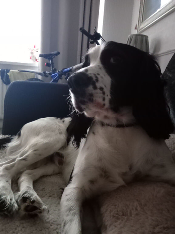 Male springer spaniel