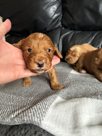 Beautiful Cockapoo puppies