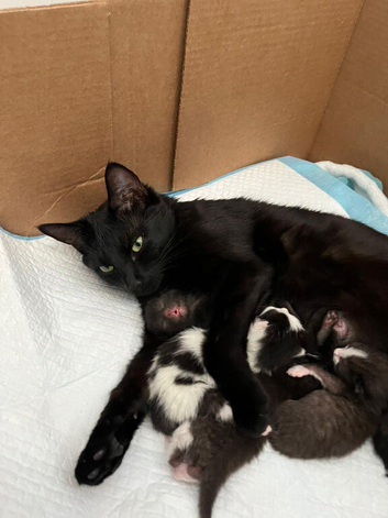 Two little cuties ready for their forever homes