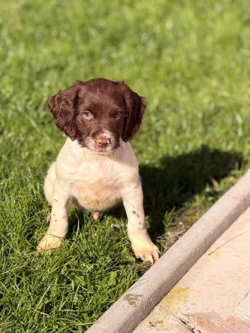 English Springer Spaniel Male puppies
