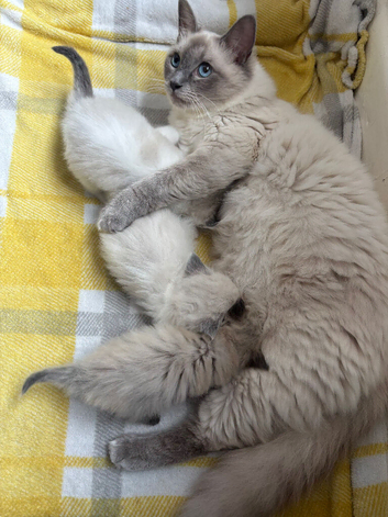 Last male ragdoll kitten