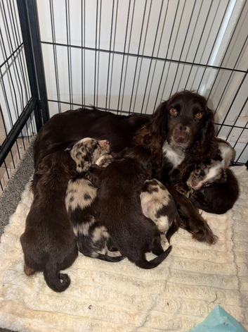 Beautiful Little of cockerspaniel puppies