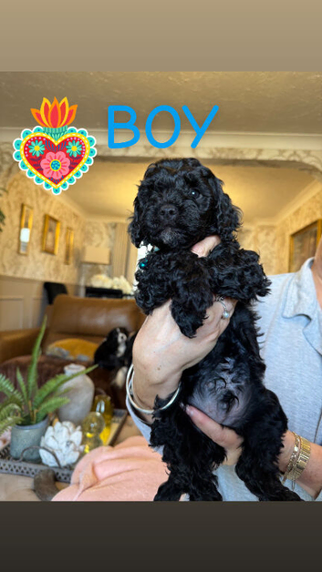 Stunning Cavapoo puppies for sale
