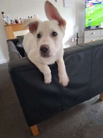 German Shepherd x Akita