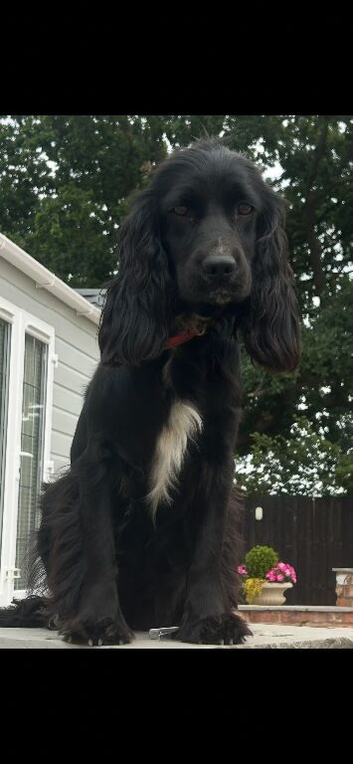 Beautiful cockapoo puppy&rsquo;s READY NOW