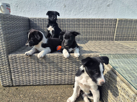 4 females ready for new homes