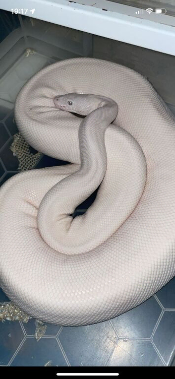 Group of ball pythons!
