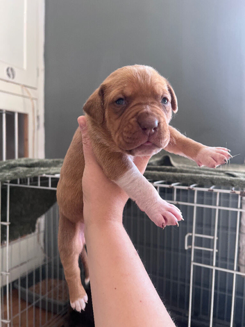 Mastiff/American bulldog