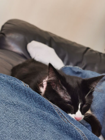 Cat Adoption