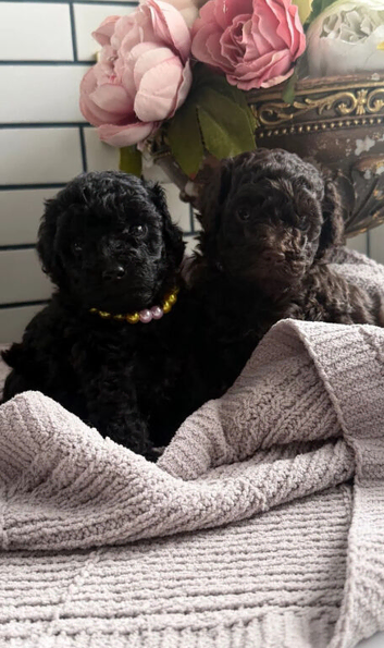 Gorgeous Toy Poodle Puppies &ndash; Raised With Love & Looking for Their Forever Homes