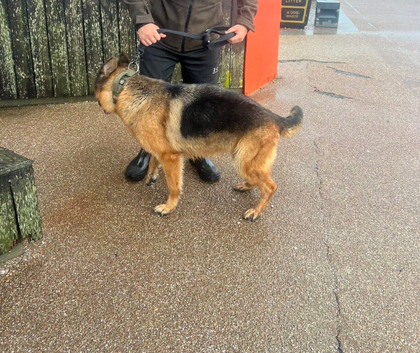 Female German shepherd