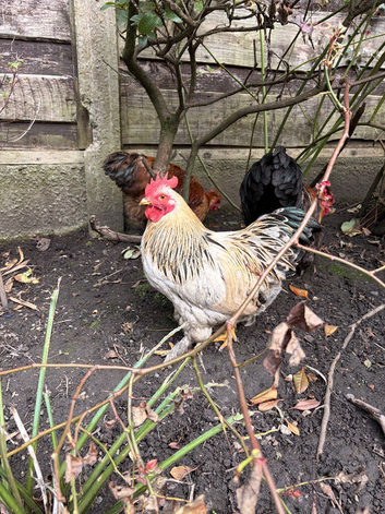 Rockin Cockerel Looking for new pastures