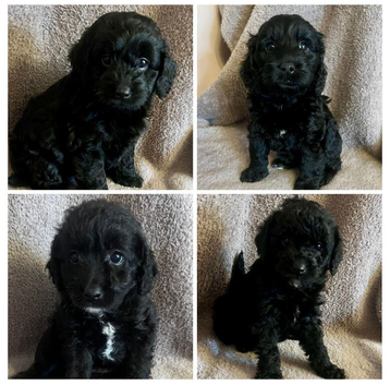 Beautiful cuddly mini Labradoodles F1b looking for forever home.