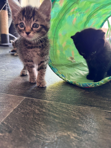 Gorgeous Kittens