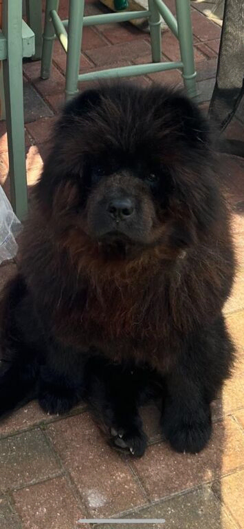 Choc Chow Chow