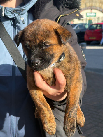 Beautiful Jack Russel puppy for sale