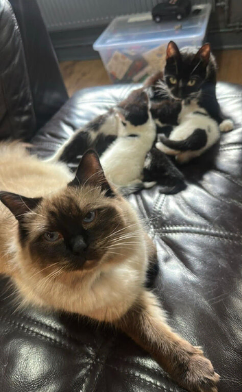 kittens for sale ragdoll x dometic family pets