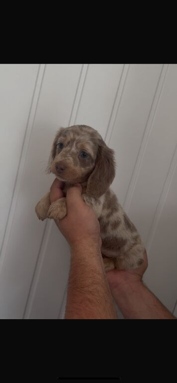 Miniature dachshunds