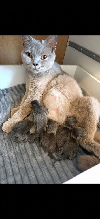 Stunning British shorthaired kittens from champion bloodlines