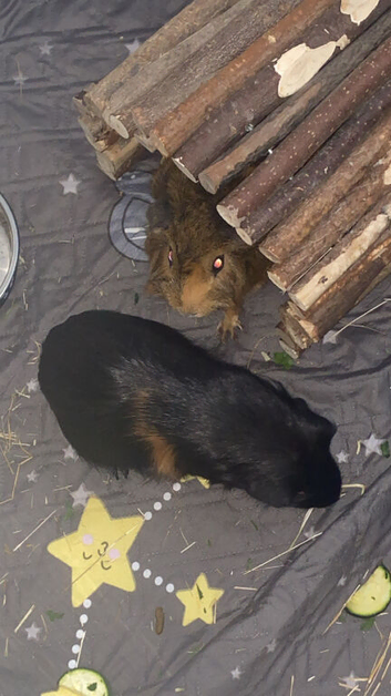 two male guinea pigs need gone