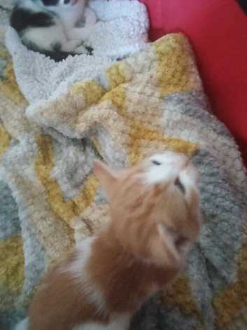 Kittens for sale