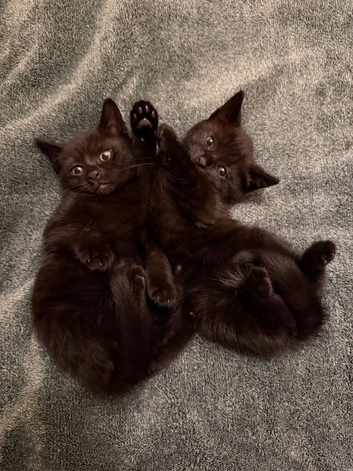 Two adorable brothers