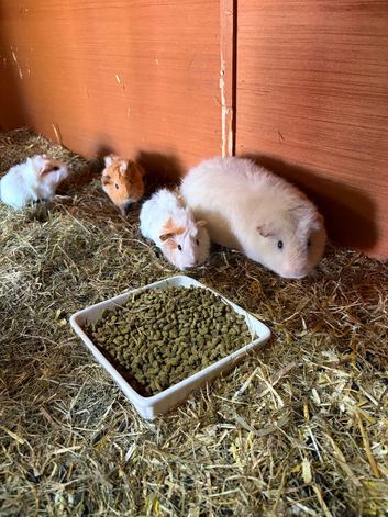 Baby female guniea pigs ready to be reserved