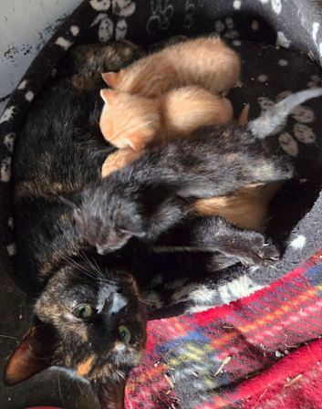 Farm Kittens