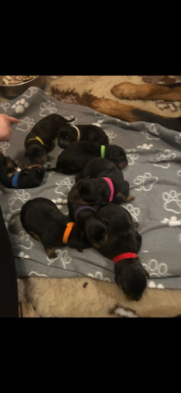 Gorgeous rottie pups