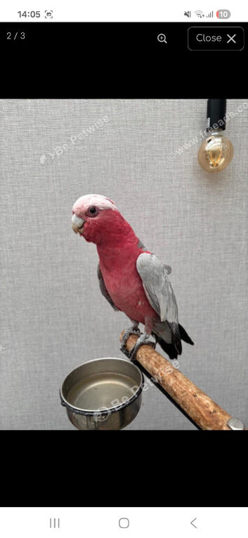 Cherry Galah Cockatoo