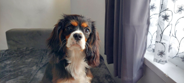 Cavalier King Charles Spaniel Stud Dog &ndash; Chatham