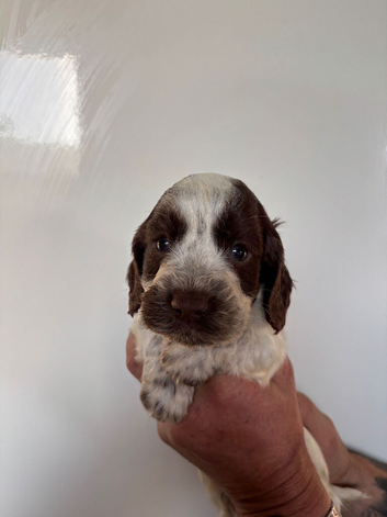 Outstanding cocker spaniels
