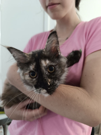Beautiful Silver Tortoiseshell Maine Coon Girl