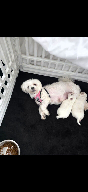 Pur Breed Maltese
