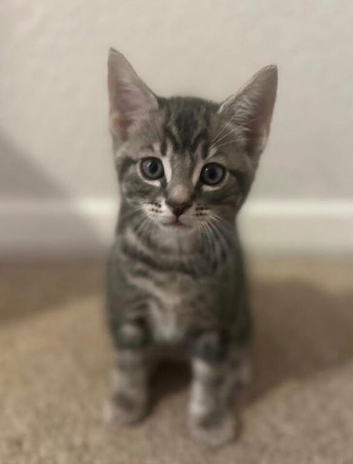 Beautiful kittens looking for a forever home
