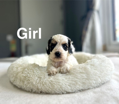 Lovely cockapoo girls and boys ready 7th November