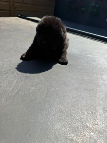 Chow chow for sale