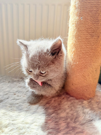 Pure-breed British Shorthair Kittens, Can Deliver anytime x