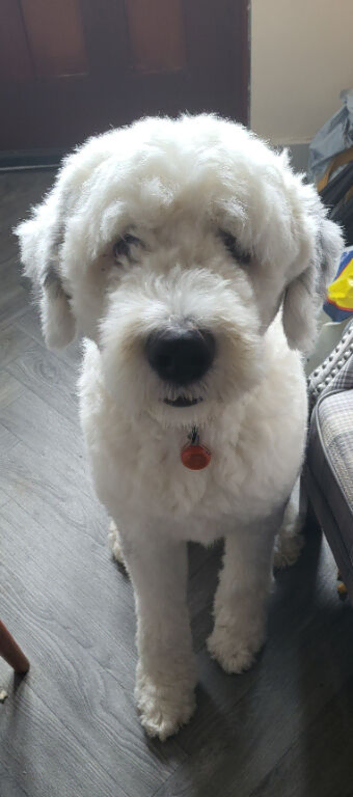 3 year old Olde English Sheepdog for stud