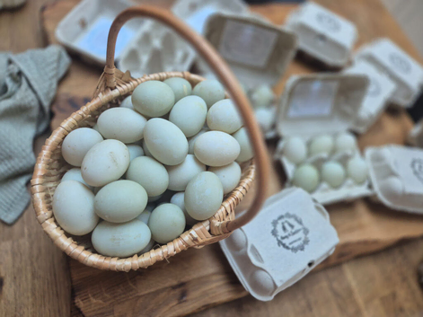 Fertilised indian runner duck eggs
