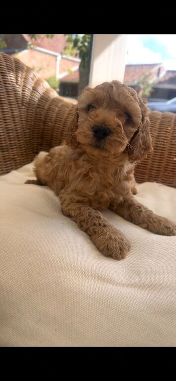 Red & golden cockapoo puppies
