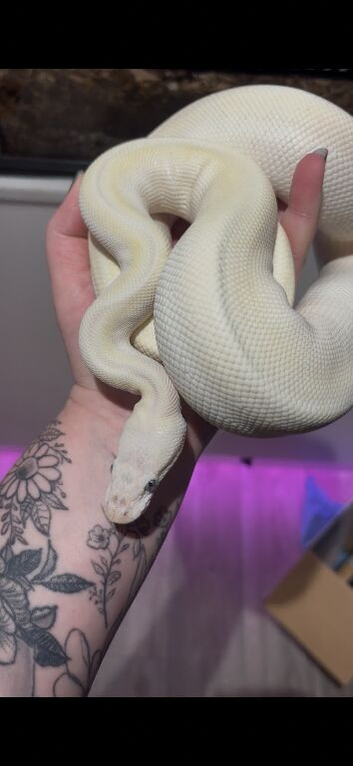 CB22 Female Pastel Super Mojave BEL Royal Python