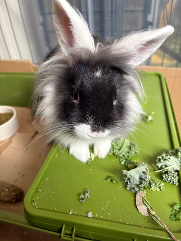 Adorable boy seeking new home