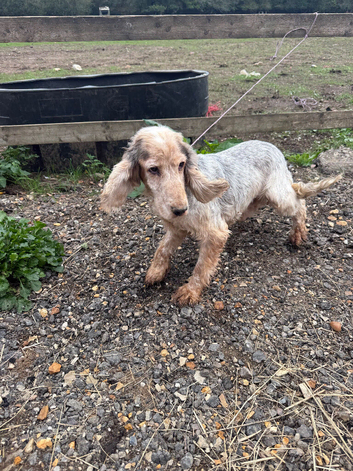 Show cocker spaniel