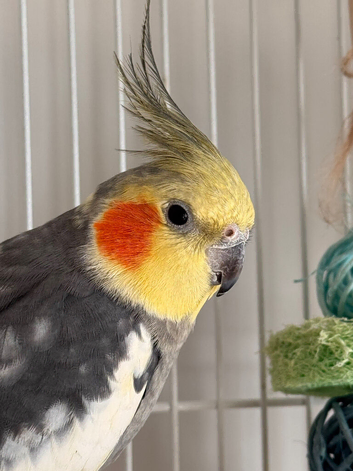 Beautiful cockatiel