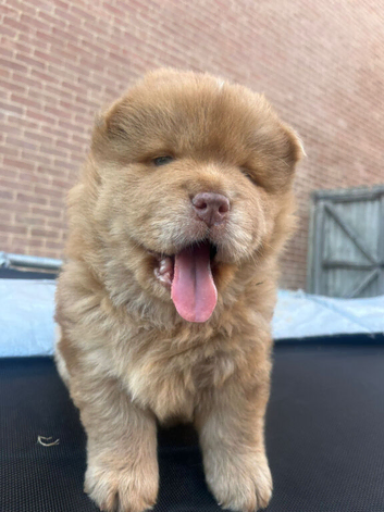 Chow chow puppies