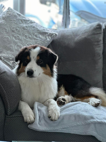 Australian Shepherd Black Tri Female