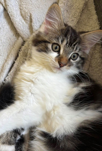 Rehoming 2 year old cat